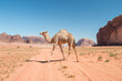 camel calf roaming free in the desert valley of Wadi Rum, Jordan