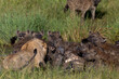 Hyenas fighting with Lion