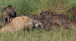 lion and hyenas fighting