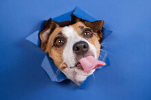 Funny Dog Jack Russell Terrier Leans Out Of A Hole In A Paper Blue Background. 