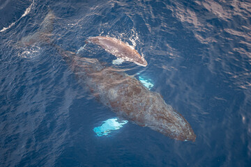 aerial fly over above newborn baby humpback whale and mother