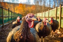 Turkeys Graze Near The Farm On A Sunny Day. Generative AI