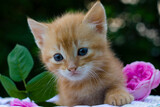 Fototapeta Koty - little kitten