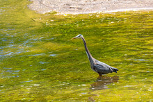 Great Blue Heron Bird Wading In Stream Looking For Fish