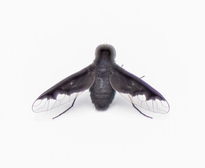 Wall Mural - black bee fly - Anthrax Georgicus - bee mimic of the genus Bombylius, clear translucent hind wings and pure black coloring.  Isolated on white background, top dorsal back view