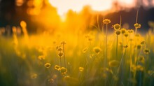 Abstract Soft Focus Sunset Field Landscape Of Yellow Flowers And Grass Meadow Warm Golden Hour Sunset Sunrise Time. Tranquil Spring Summer Nature Closeup And Blurred Forest Background