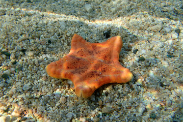 Sticker - Underwater image of Placenta biscuit starfish - (Sphaerodiscus placenta)