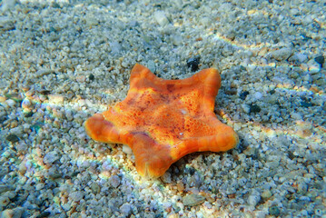 Wall Mural - Underwater image of Placenta biscuit starfish - (Sphaerodiscus placenta)