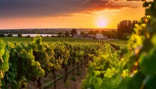 Beautiful View Of A Vineyard At Sunset In Chinon Village Loire Valley France