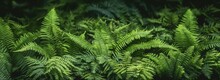 Green Fern Leaf Texture, Nature Background, Tropical Leaf