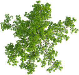 top view of taxodium distichum tree