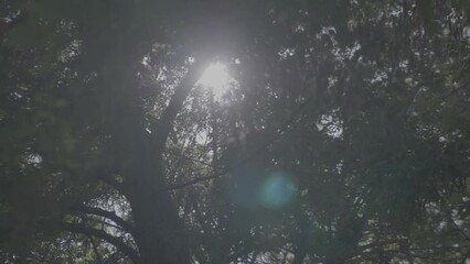 Wall Mural - sun rays through trees