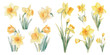 watercolor daffodil clipart for graphic resources