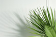 Tropical palm leaves casting shadow on white wall, space for text