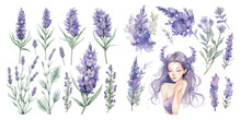 Watercolor Lavender Clipart For Graphic Resources