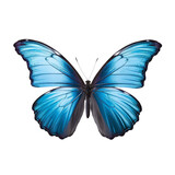 Fototapeta Motyle - blue butterfly isolated on transparent background cutout
