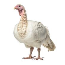 Portrait Of A Turkey Isolated On Transparent Background Cutout