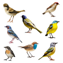Set Of Birds Isolated On Transparent Background Cutout