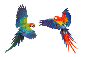 Wall Mural - Colorful flying parrot isolated on transparent background png file