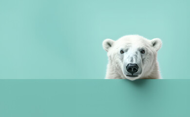 creative animal concept. polar bear peeking over pastel bright background. advertisement, banner, ca