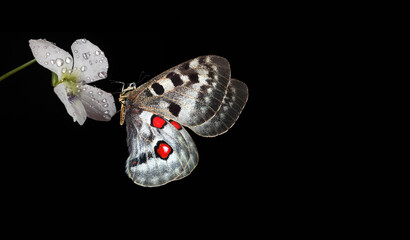 Aufkleber - bright colorful apollo butterfly on white violet flower in dew drops isolated on black. copy space