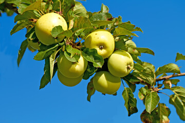 Nature, agriculture and blue sky with apple on tree for sustainability, health and growth. Plants, environment and nutrition with ripe fruit on branch for harvesting, farming and horticulture