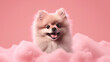 white pomeranian dog portrait on pink color background with Ai Generated