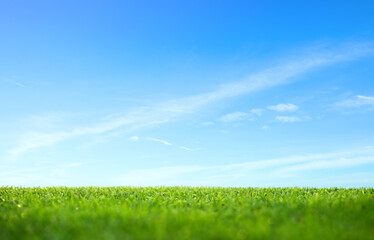 Wall Mural - landscape view of green short grass field with blue sky and clouds background.