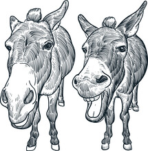 Vintage Hand Drawn Sketch Smile Laugh Donkeys