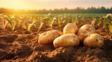 Fresh Potatoes On The Ground. 