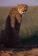 Poster - Cheetah