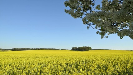 Canvas Print - Spring field of yellow flowers of canola