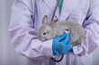 The veterinarian and the gray rabbit in his arms wearing blue gloves in the doctor's office