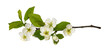 Fresh flowers and leaves of prunus tree isolated on white or transparent background
