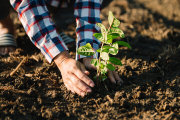 Hands holding and caring a green young plant. Care about environment. in sun light..