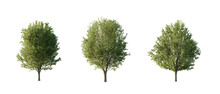 isolated cutout tree Ulmus minor in 3 different variation, daylight, summer season, best use for landscape design, and post pro render