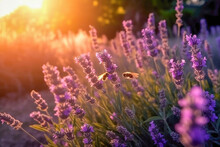 Bees buzzing amidst the fragrant lavender blooms on a misty morning in a lavender field. Harmony of natural beauty and pollination. Generative AI.