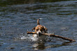 A Parson Russell Terrier playing fetch with a stick in the river Eamont near Penrith Cumbria.