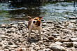 A Parson Russell Terrier shaking off water after a swim in the river Eamont near Penrith Cumbria.