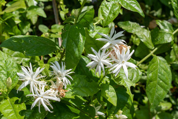 Poster - Arabian jasmine or Sambac jasmine Scientific name – Jasminum sambac flowers in the garden