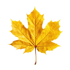 Wall Mural - Yellow maple leaf isolated on transparent background, created with generative AI