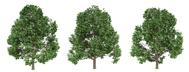 acer platanoides trees on transparent background, 3d render illustration.