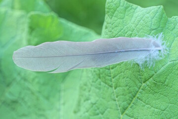 one long gray bird feather sticks out in a large green leaf of a plant outdoors in nature