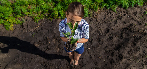 Wall Mural - The child is planting a plant in the garden. Selective focus.