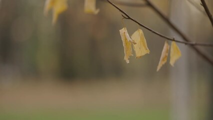 Wall Mural - Slow motion closeup shot of yellow leaves on small branch