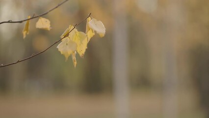 Wall Mural - Slow motion closeup shot of yellow leaves on small branch