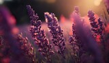 Fototapeta Lawenda - Lavender in the sun, Generative AI