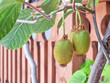 Kiwi picking season. Kiwi on a kiwi tree plantation with with huge clusters of fruits. Garden with organic fruits. Solar light and leaf movement.