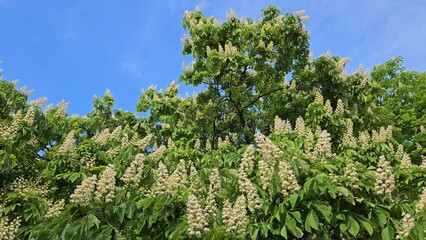Wall Mural - big chestnut tree with beautiful white flowers on blue sky background in spring park
