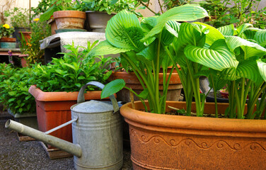 Outdoor gardening planting flowers. pots and gardening tools. Urban garden with flowering and vegetable plants. Organic green fresh food. basic food. Organic vegetable. vertical farming in the city. 